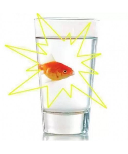 INSTANT FISH - PESCE CHE APPARE - L'Officina delle feste