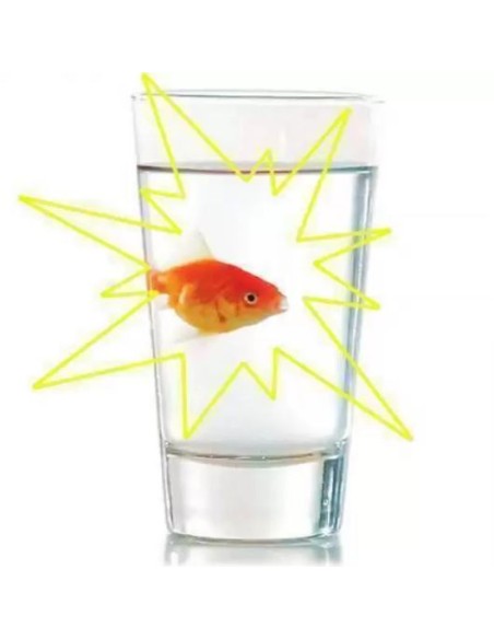 INSTANT FISH - PESCE CHE APPARE - L'Officina delle feste